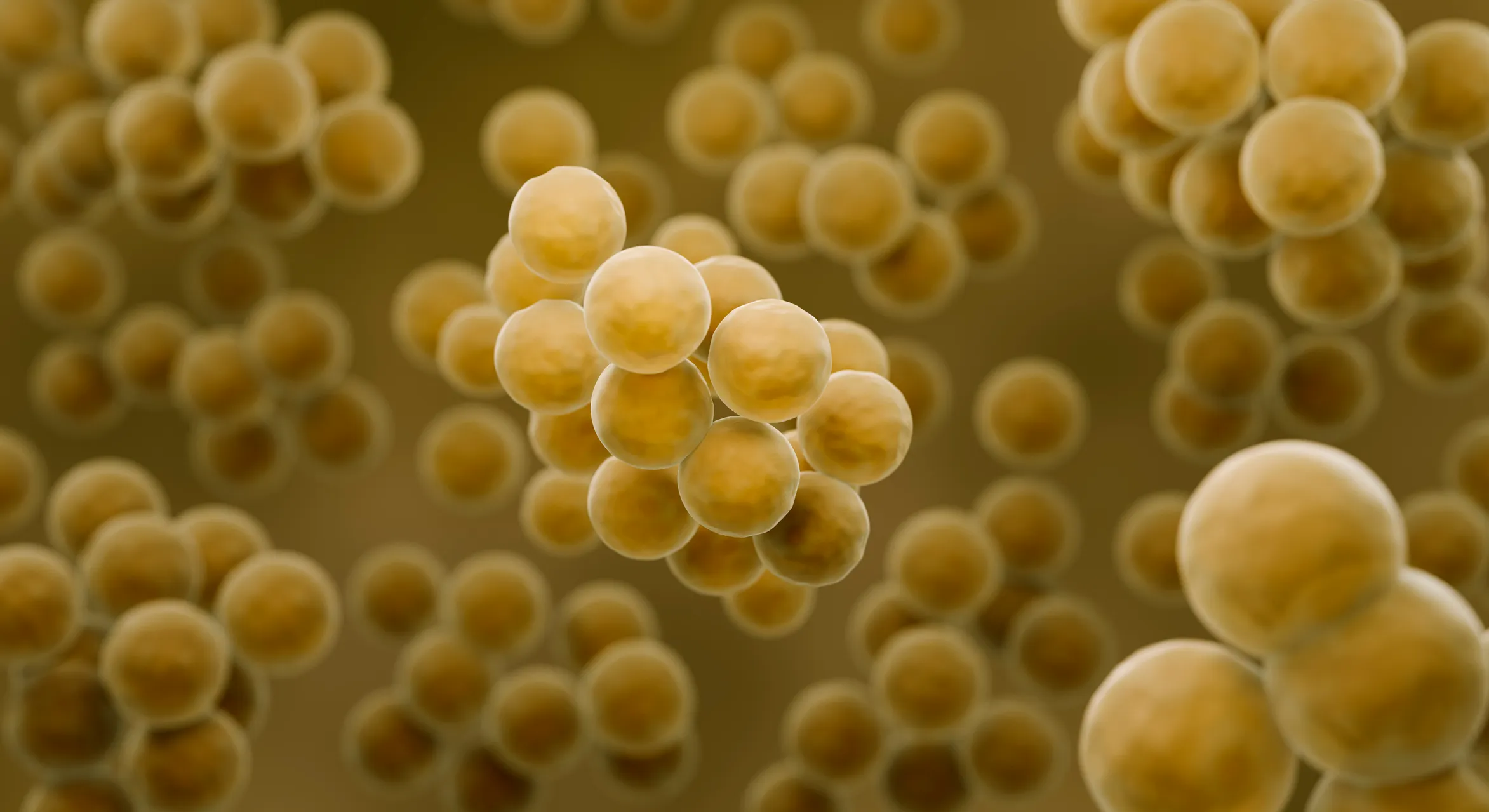 Gold Staphylococcus aureus superbug under electron microscopy