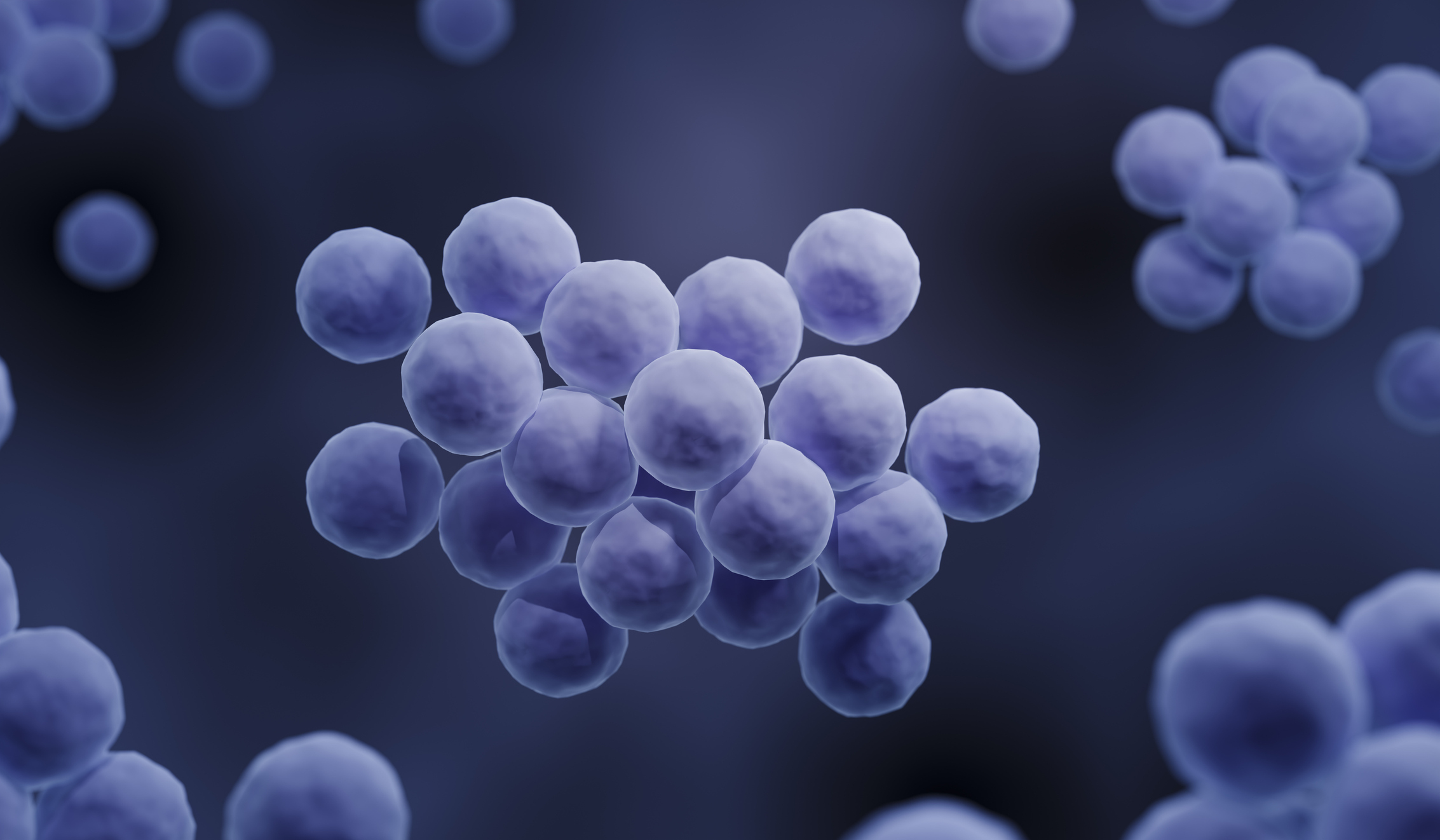 Colorized electron micrograph of clustered cocci on a dark field